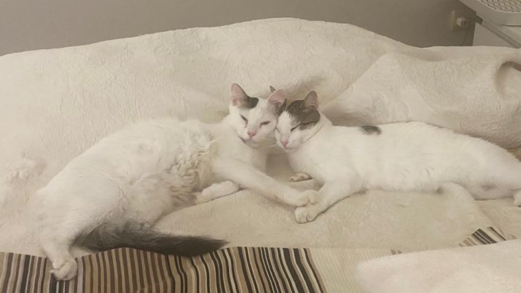 KITTENS