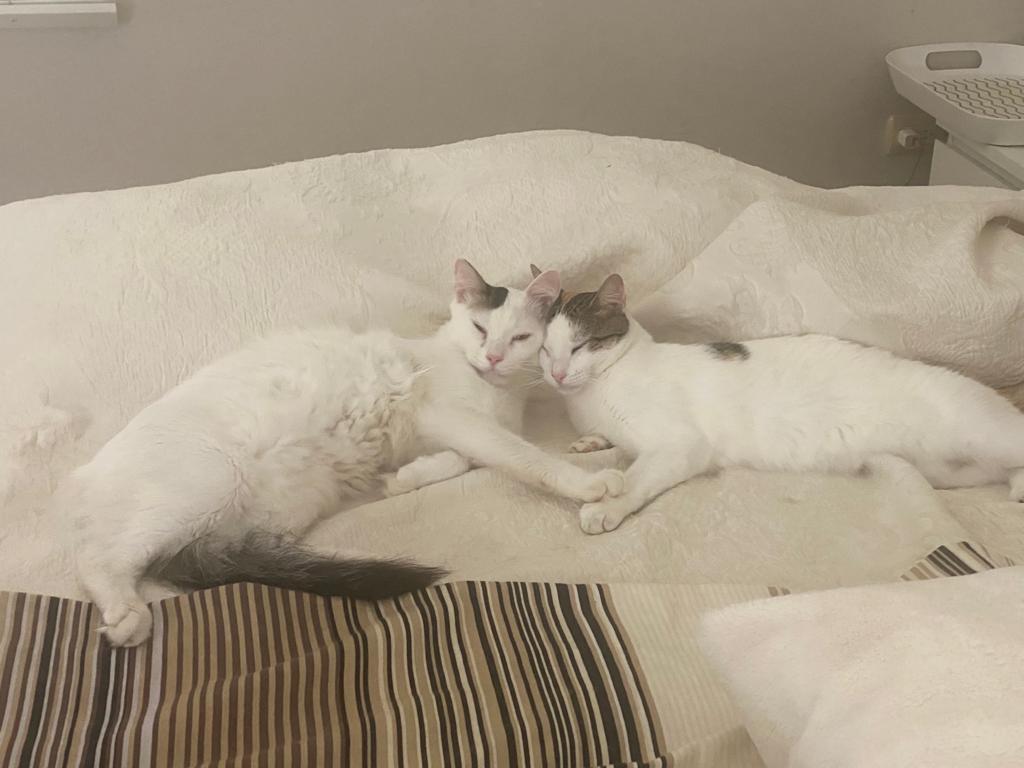 KITTENS