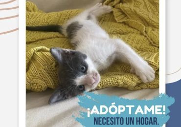 Adóptame